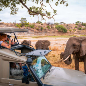 Serengeti Safari