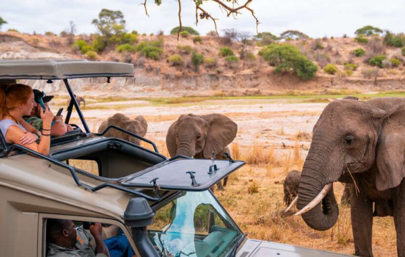 Serengeti Safari